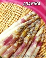 Семена редких культур - <ro>Изображение</ro><ru>Изображение</ru> #2, <ru>Объявление</ru> #355661