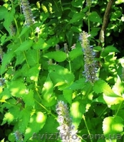 семена лекарственных растений - <ro>Изображение</ro><ru>Изображение</ru> #4, <ru>Объявление</ru> #353454