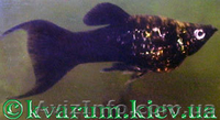 Моллинезия пятнистая - <ro>Изображение</ro><ru>Изображение</ru> #3, <ru>Объявление</ru> #354448