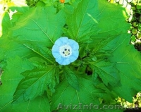 никандра физалисовидная - <ro>Изображение</ro><ru>Изображение</ru> #4, <ru>Объявление</ru> #350536