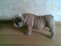 Щeнок англ. бульдога - <ro>Изображение</ro><ru>Изображение</ru> #1, <ru>Объявление</ru> #368414