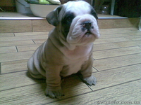Щeнок англ. бульдога - <ro>Изображение</ro><ru>Изображение</ru> #2, <ru>Объявление</ru> #368414