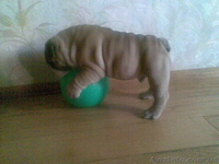 Щeнок англ. бульдога - <ro>Изображение</ro><ru>Изображение</ru> #3, <ru>Объявление</ru> #368414