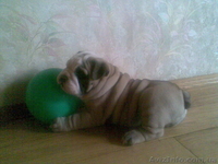 Щeнок англ. бульдога - <ro>Изображение</ro><ru>Изображение</ru> #4, <ru>Объявление</ru> #368414