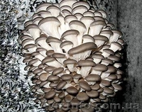 Продам недорого мицелий шампиньона, вешенки , опенок - <ro>Изображение</ro><ru>Изображение</ru> #2, <ru>Объявление</ru> #456118