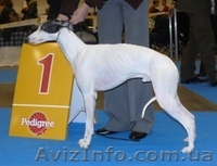 Щенки уиппета{малая английская борзая} - <ro>Изображение</ro><ru>Изображение</ru> #4, <ru>Объявление</ru> #451594