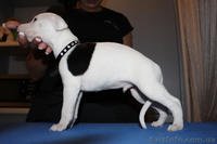 Щенки уиппета{малая английская борзая} - <ro>Изображение</ro><ru>Изображение</ru> #1, <ru>Объявление</ru> #451594