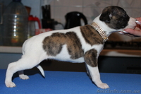 Щенки уиппета{малая английская борзая} - <ro>Изображение</ro><ru>Изображение</ru> #2, <ru>Объявление</ru> #451594