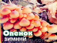 Продам недорого мицелий шампиньона, вешенки , опенок - <ro>Изображение</ro><ru>Изображение</ru> #3, <ru>Объявление</ru> #456118