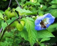 семена овощных, пряновкусовых, редких культур - <ro>Изображение</ro><ru>Изображение</ru> #4, <ru>Объявление</ru> #458695