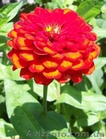 семена овощных, пряновкусовых, редких культур - <ro>Изображение</ro><ru>Изображение</ru> #9, <ru>Объявление</ru> #458695