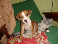 американский стафтерер - <ro>Изображение</ro><ru>Изображение</ru> #1, <ru>Объявление</ru> #559142