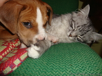 американский стафтерер - <ro>Изображение</ro><ru>Изображение</ru> #2, <ru>Объявление</ru> #559142