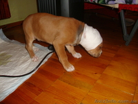 американский стафтерер - <ro>Изображение</ro><ru>Изображение</ru> #3, <ru>Объявление</ru> #559142