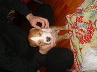 американский стафтерер - <ro>Изображение</ro><ru>Изображение</ru> #4, <ru>Объявление</ru> #559142