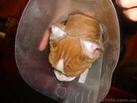 американский стафтерер - <ro>Изображение</ro><ru>Изображение</ru> #5, <ru>Объявление</ru> #559142