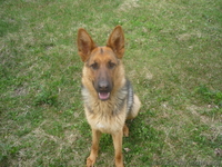 Продам щенков оптом - немецкой овчарки  - <ro>Изображение</ro><ru>Изображение</ru> #1, <ru>Объявление</ru> #553400