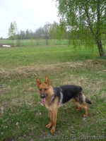 Продам щенков оптом - немецкой овчарки  - <ro>Изображение</ro><ru>Изображение</ru> #2, <ru>Объявление</ru> #553400