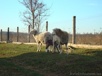Бараны, овцы и ягнята - <ro>Изображение</ro><ru>Изображение</ru> #2, <ru>Объявление</ru> #536199