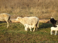 Бараны, овцы и ягнята - <ro>Изображение</ro><ru>Изображение</ru> #1, <ru>Объявление</ru> #536199