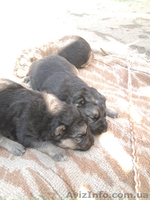 Чистокровные немцы - <ro>Изображение</ro><ru>Изображение</ru> #1, <ru>Объявление</ru> #586419