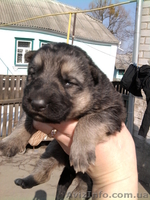 Чистокровные немцы - <ro>Изображение</ro><ru>Изображение</ru> #3, <ru>Объявление</ru> #586419