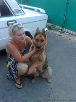 Чистокровные немцы - <ro>Изображение</ro><ru>Изображение</ru> #2, <ru>Объявление</ru> #586419