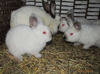 Кролики калифорнийские и новозеландские. - <ro>Изображение</ro><ru>Изображение</ru> #2, <ru>Объявление</ru> #663596