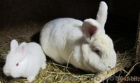 Кролики калифорнийские и новозеландские. - <ro>Изображение</ro><ru>Изображение</ru> #1, <ru>Объявление</ru> #663596