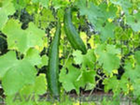 Семена редких культур - <ro>Изображение</ro><ru>Изображение</ru> #8, <ru>Объявление</ru> #355661