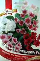 семена комнатных растений - <ro>Изображение</ro><ru>Изображение</ru> #10, <ru>Объявление</ru> #353035