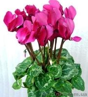 Семена цикламена  - <ro>Изображение</ro><ru>Изображение</ru> #2, <ru>Объявление</ru> #785140