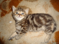 замечательные плюшевые шотландцы - <ro>Изображение</ro><ru>Изображение</ru> #1, <ru>Объявление</ru> #783727