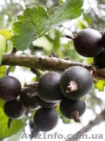 Саженцы черной и цветной смородины - <ro>Изображение</ro><ru>Изображение</ru> #2, <ru>Объявление</ru> #785286