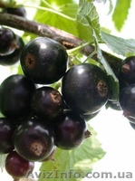 Саженцы черной и цветной смородины - <ro>Изображение</ro><ru>Изображение</ru> #8, <ru>Объявление</ru> #785286