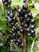 Саженцы черной и цветной смородины - <ro>Изображение</ro><ru>Изображение</ru> #9, <ru>Объявление</ru> #785286