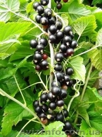 Саженцы черной и цветной смородины - <ro>Изображение</ro><ru>Изображение</ru> #10, <ru>Объявление</ru> #785286