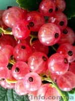 Саженцы черной и цветной смородины - <ro>Изображение</ro><ru>Изображение</ru> #1, <ru>Объявление</ru> #785286