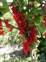 Саженцы черной и цветной смородины - <ro>Изображение</ro><ru>Изображение</ru> #5, <ru>Объявление</ru> #785286