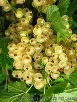 Саженцы черной и цветной смородины - <ro>Изображение</ro><ru>Изображение</ru> #3, <ru>Объявление</ru> #785286