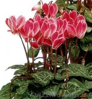 Семена цикламена  - <ro>Изображение</ro><ru>Изображение</ru> #4, <ru>Объявление</ru> #785140