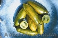 Предлагаю семена томатов             - <ro>Изображение</ro><ru>Изображение</ru> #9, <ru>Объявление</ru> #785165