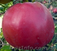 Предлагаю семена томатов             - <ro>Изображение</ro><ru>Изображение</ru> #10, <ru>Объявление</ru> #785165