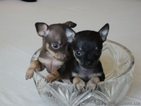 продажа щенков русского той-терьера - <ro>Изображение</ro><ru>Изображение</ru> #1, <ru>Объявление</ru> #897414