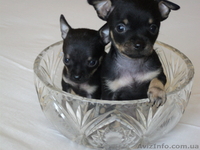продажа щенков русского той-терьера - <ro>Изображение</ro><ru>Изображение</ru> #5, <ru>Объявление</ru> #897414