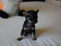 продажа щенков русского той-терьера - <ro>Изображение</ro><ru>Изображение</ru> #2, <ru>Объявление</ru> #897414