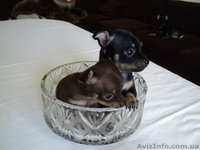 продажа щенков русского той-терьера - <ro>Изображение</ro><ru>Изображение</ru> #3, <ru>Объявление</ru> #897414