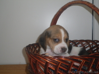 Высокопородные щенки Бигля!!! - <ro>Изображение</ro><ru>Изображение</ru> #3, <ru>Объявление</ru> #891746