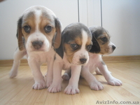 Высокопородные щенки Бигля!!! - <ro>Изображение</ro><ru>Изображение</ru> #4, <ru>Объявление</ru> #891746