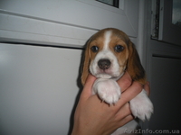 Высокопородные щенки Бигля!!! - <ro>Изображение</ro><ru>Изображение</ru> #6, <ru>Объявление</ru> #891746